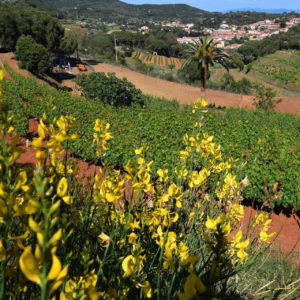 Azienda Agricola Arrighi