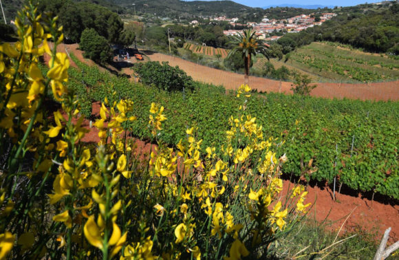 Azienda Agricola Arrighi